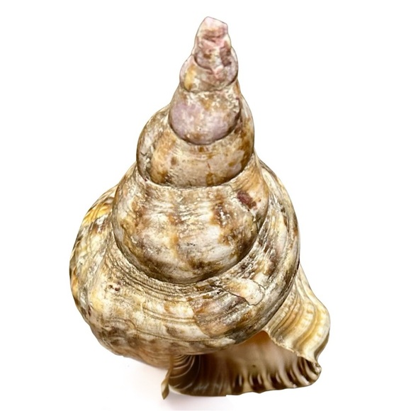 Large Spiny Triton Sea Shell – Natural Coastal Decor - Picture 4 of 5